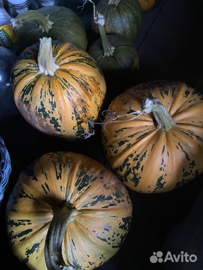 Тыква Петрушка Кабачки стручковая фасоль