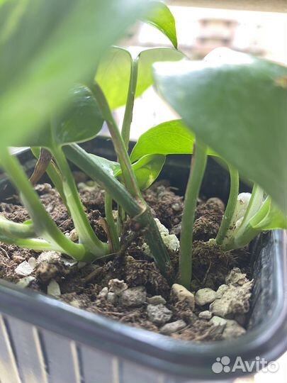 Эпипремнум золотистый 4 корешка