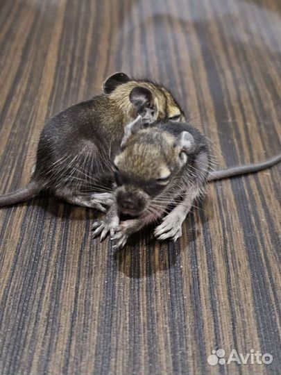 Белочка Дегу