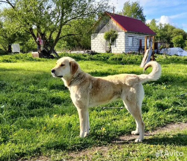Подросшие щенки-девочки. Мама сао