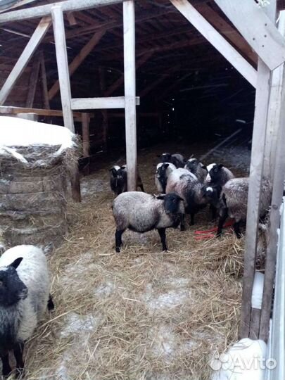 Бараны, ягнята Романовской породы