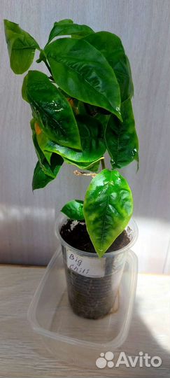 Бугенвилия