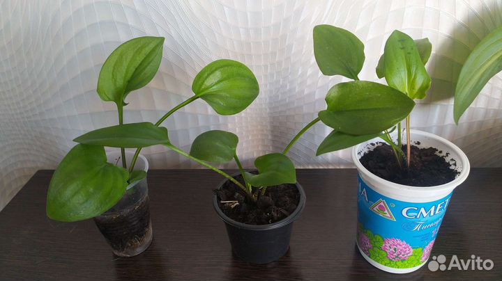 Домашние растения