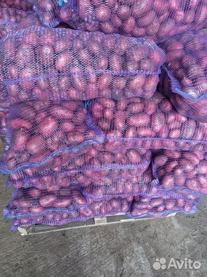 Продам картофель оптом