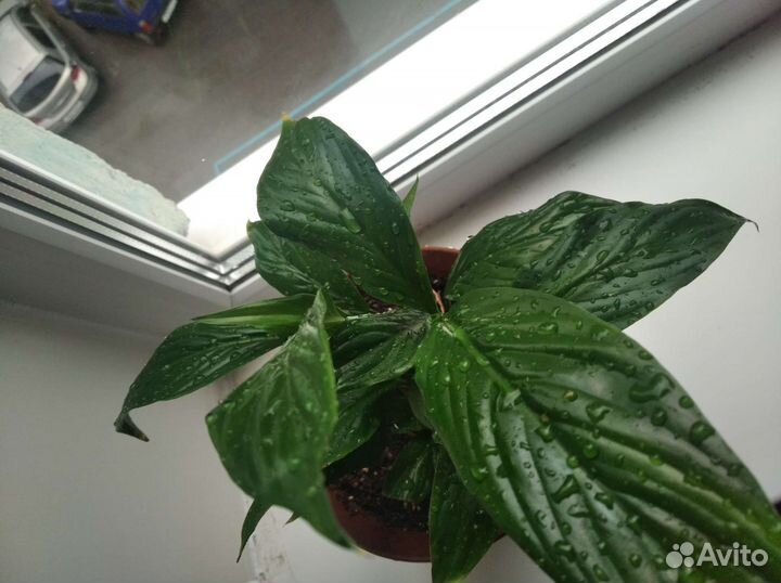 Спатифиллум