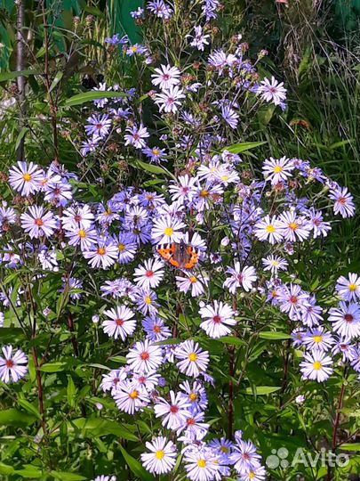Многолетники Астра, Ирисы, Вербейник, Гравилат др