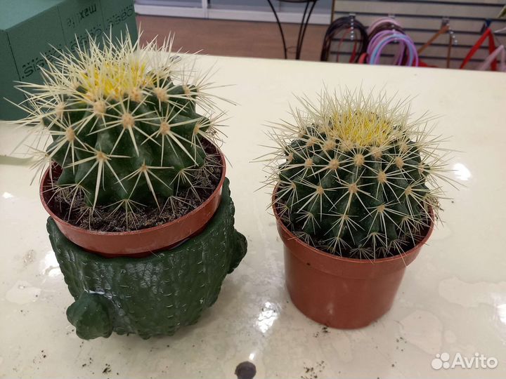 Кактусы и суккуленты