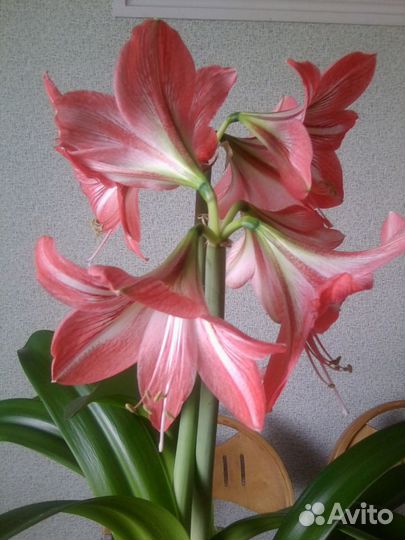 Гиппеаструм