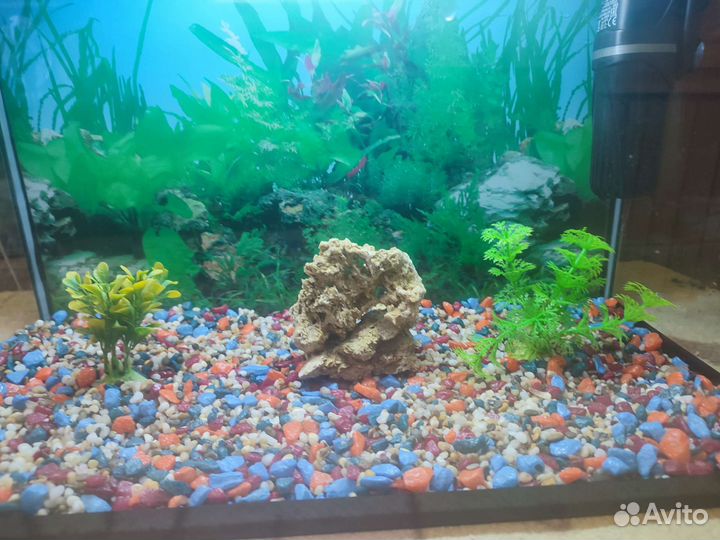 Аквариума комплекте