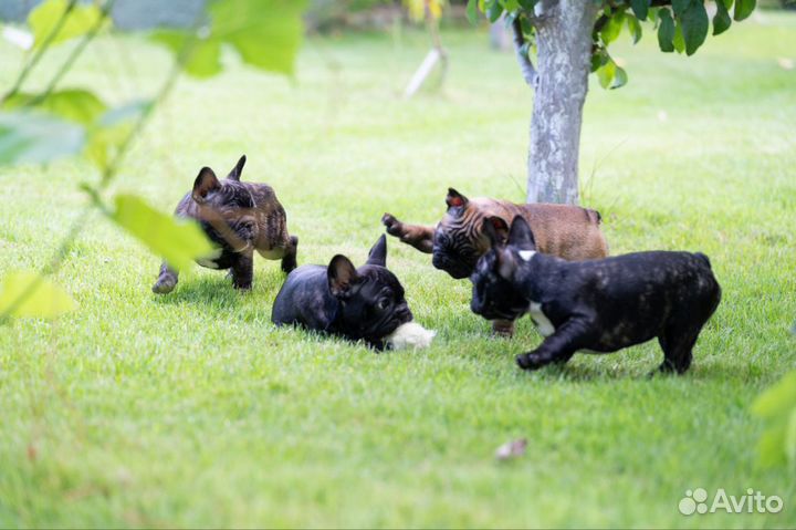 Щенки французский бульдог