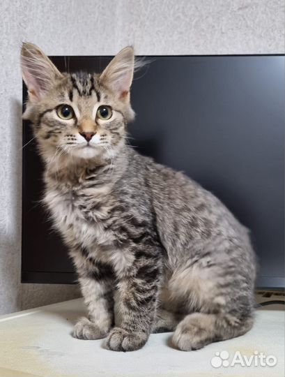 Отдам кота в добрые руки