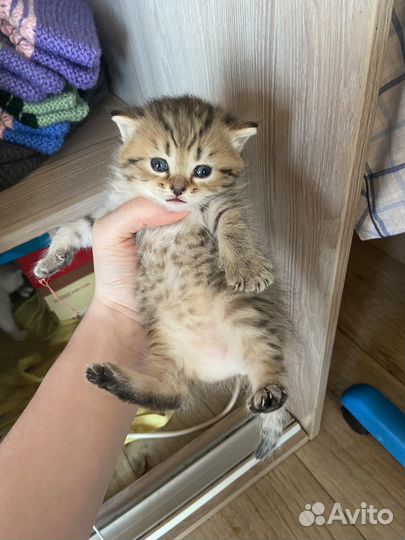 Британские котята