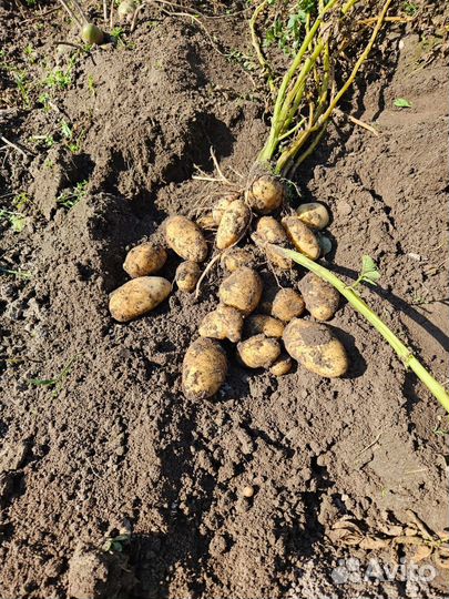 Продам картофель