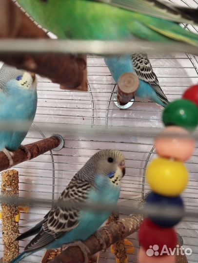 Птенцы волнистых попугайчиков