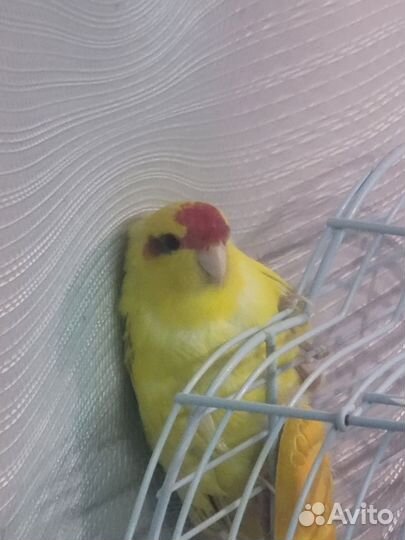 Попугаи Корелла и Какарик