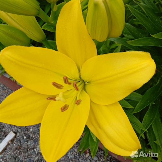 Лилии луковицы