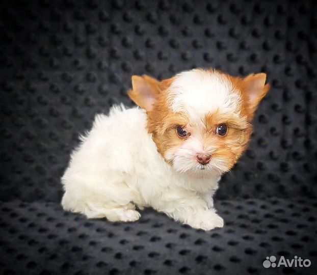 Крошечная малышка Цветного Йорка