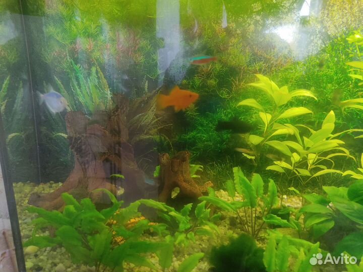 Аквариум