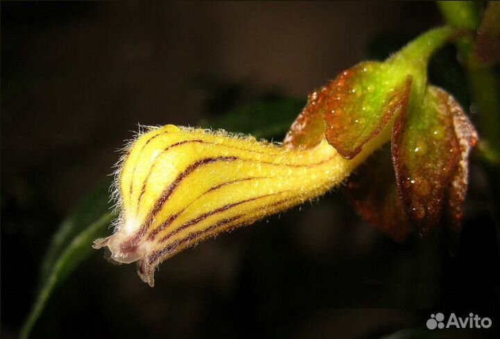 Нематантус (Гипоцирта)