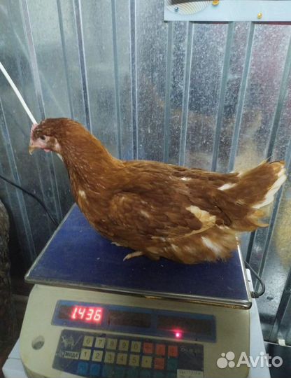 Куры Несушки