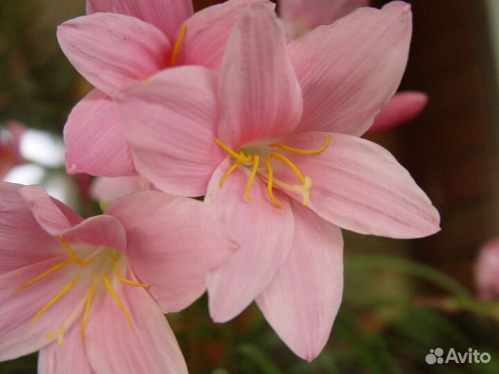 Зефирантес грандифлора