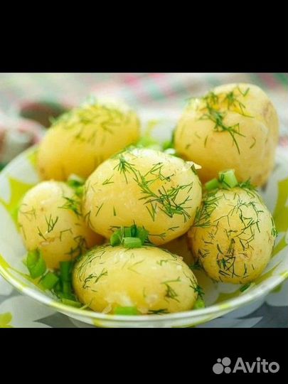 Семенной картофель