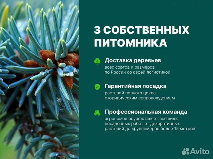 Ель обыкновенная крупномер (Picea abie) 900-950 см