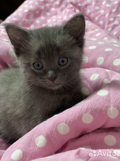 Кошка в дар