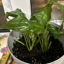 Спатифиллум