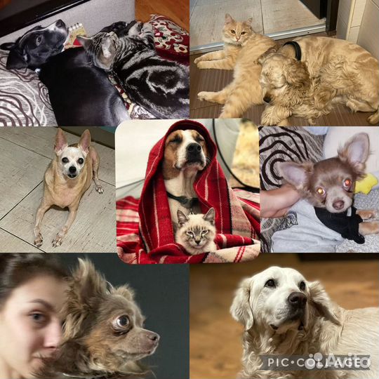 Передержка домашних животных