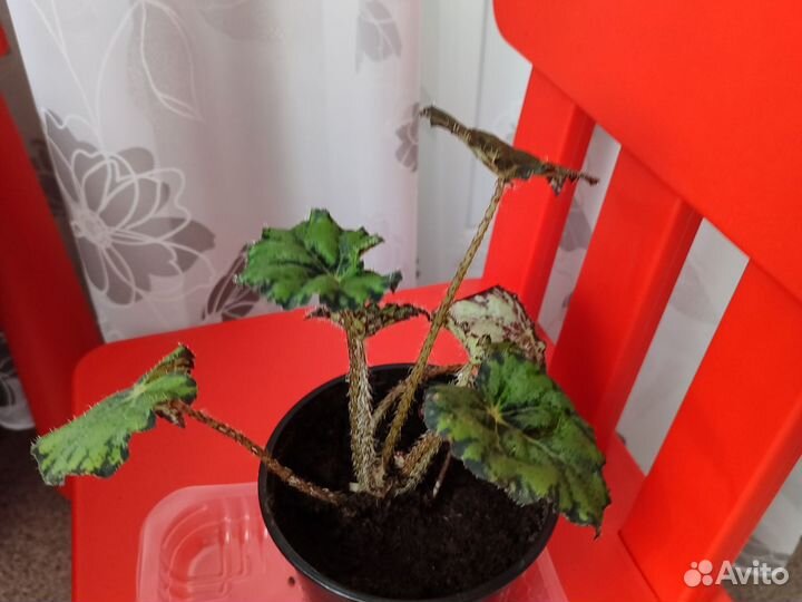 Комнатные цветы