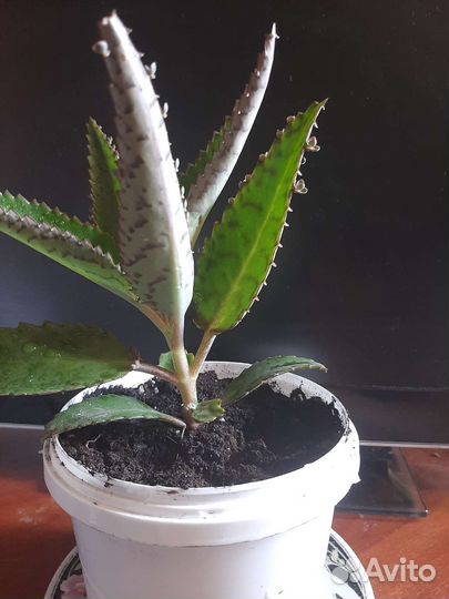 Каланхоэ лечебное