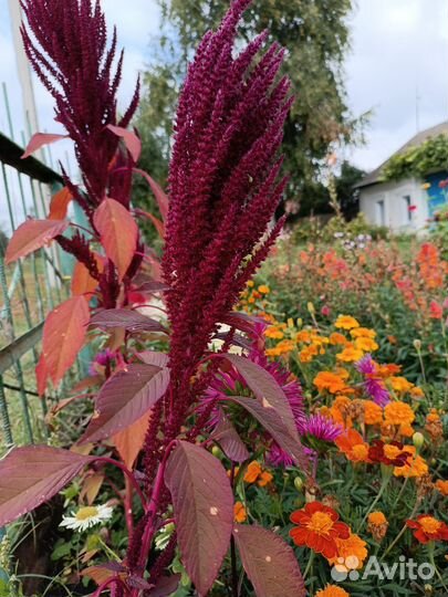 Семена цветов, семена укропа