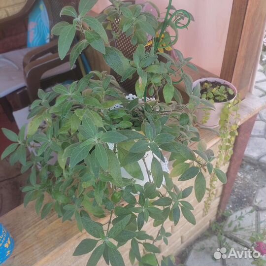 Отдам бесплатно цветы