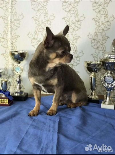 Девочка Солли