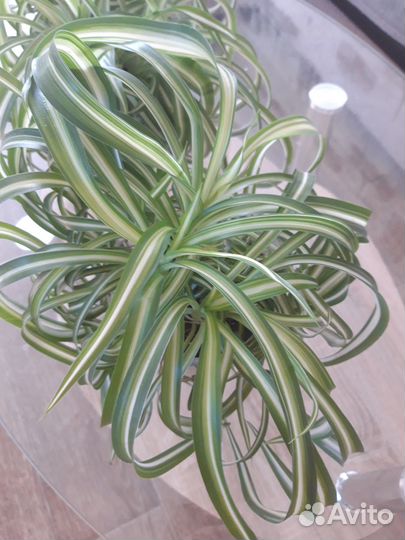 Хлорофитум кудрявый