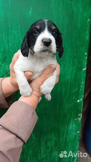 Щенки русского охотничьего спаниеля