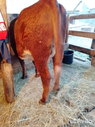 Корова первотелка