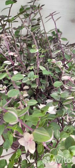 Цветы комнатные