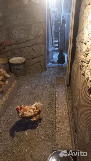 На брони Куры несушки ломан браун