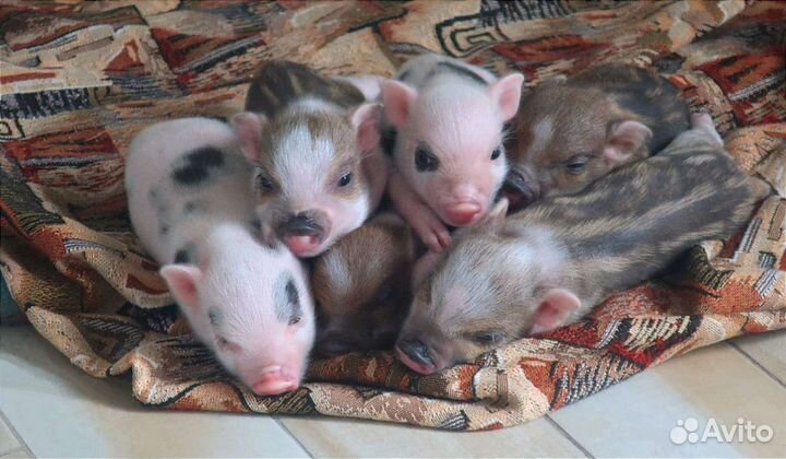 Микро пиги, мини пиги, микропиги, минипиги