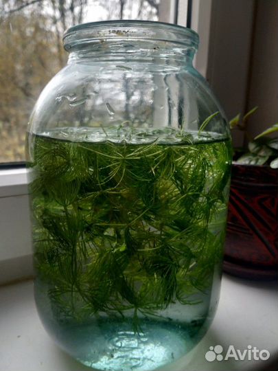 Роголистник (водоросли растения для аквариума)