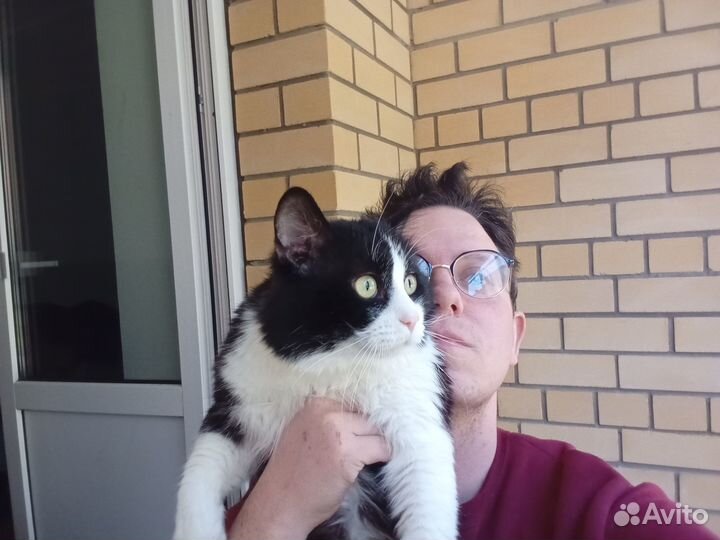 Котик в добрые руки