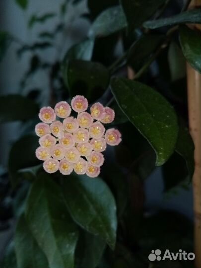 Хойя Ребекка