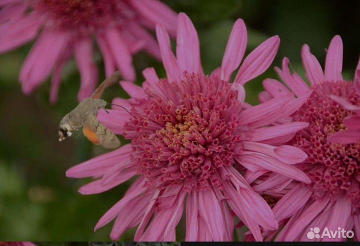Хризантема сортовая Египтянка