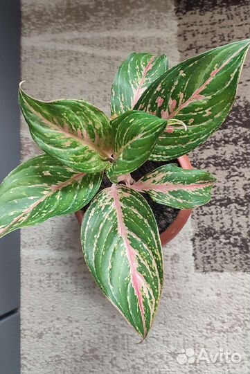 Аглаонема (отросток)