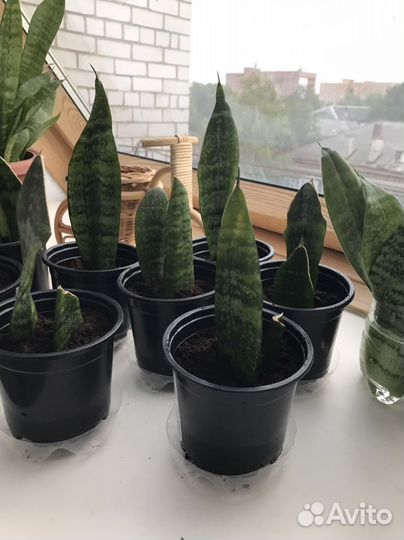 Сансевиерия щучий хвост