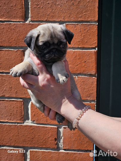 Щенки мопса