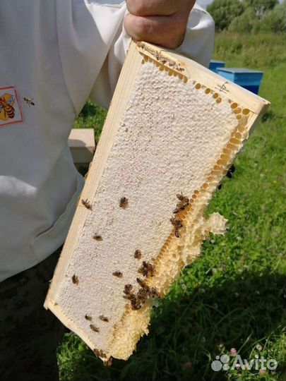 Пчелы, улья, семьи пчел, ульи, пасека, пчелопакеты