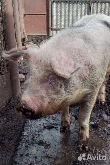 Хряк на племя ландрас-петрен